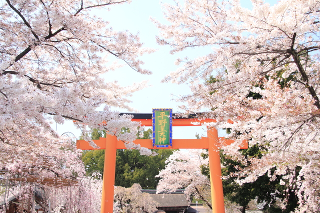 平野神社へのアクセス 京都駅からの行き方とバスや電車の料金や時間 京都のアクセス