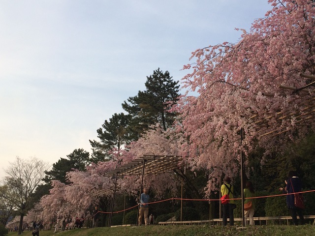 半木の道へのアクセス 河原町からの行き方と電車やバスの料金や時間 京都のアクセス